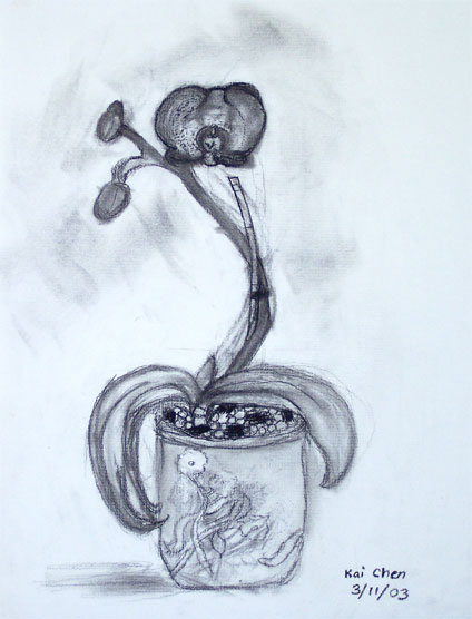 Pencil Drawing of new green plant by kid, Kai Chen