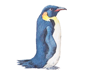 Watercolor painting of bird alphabet - J is for Emperor Penguin