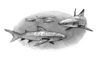 Illustration for children's book Swimming with Sharks: sharks swimming in circle.