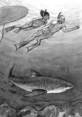 Illustration for children's book Swimming with Sharks: swimming with a tiger shark.