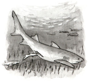 Illustration for children's book Swimming with Sharks: a mother shark gives birth to baby sharks.