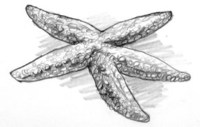 A drawing of a starfish
