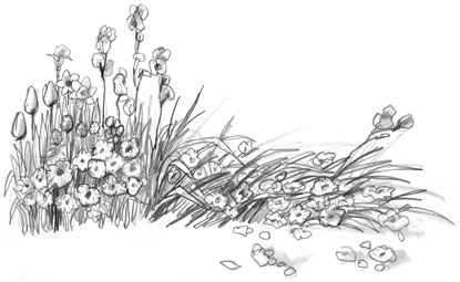 Drawing of a flower beach bushes.