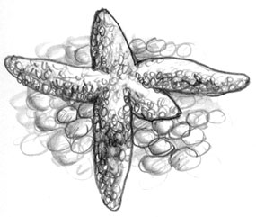 children's book illustration for "Starfish Summer"