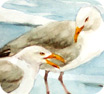 seabirds for greeting card