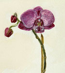 watercolor painting still-life of purple flower