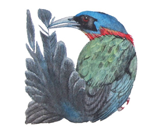 Watercolor painting of bird alphabet - D is for Blue-crowned Motmot Momotus