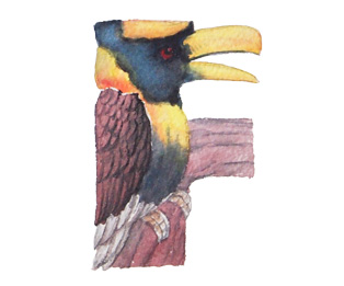 Watercolor painting of bird alphabet -F is for Giant Hornbill B. Bicornis
