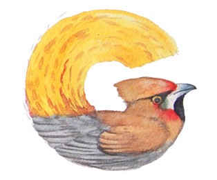 Watercolor painting of bird alphabet - G is for Greater Bird of Paradise