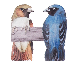 Watercolor painting of bird alphabet - H is for Wood-Swallows