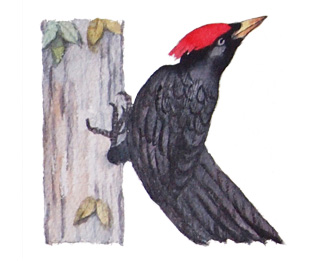 Watercolor painting of bird alphabet - K is for Black Woodpecker