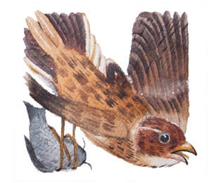 Watercolor painting of bird alphabet - N is for Skylark Alauda arvensis