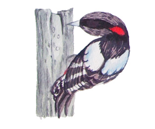 Watercolor painting of bird alphabet - P is for Purple Woodpecker
