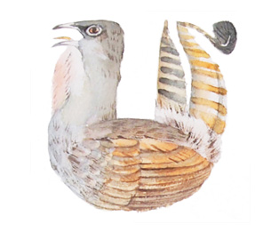 Watercolor painting of bird alphabet - U is for Superb Lyrebird
